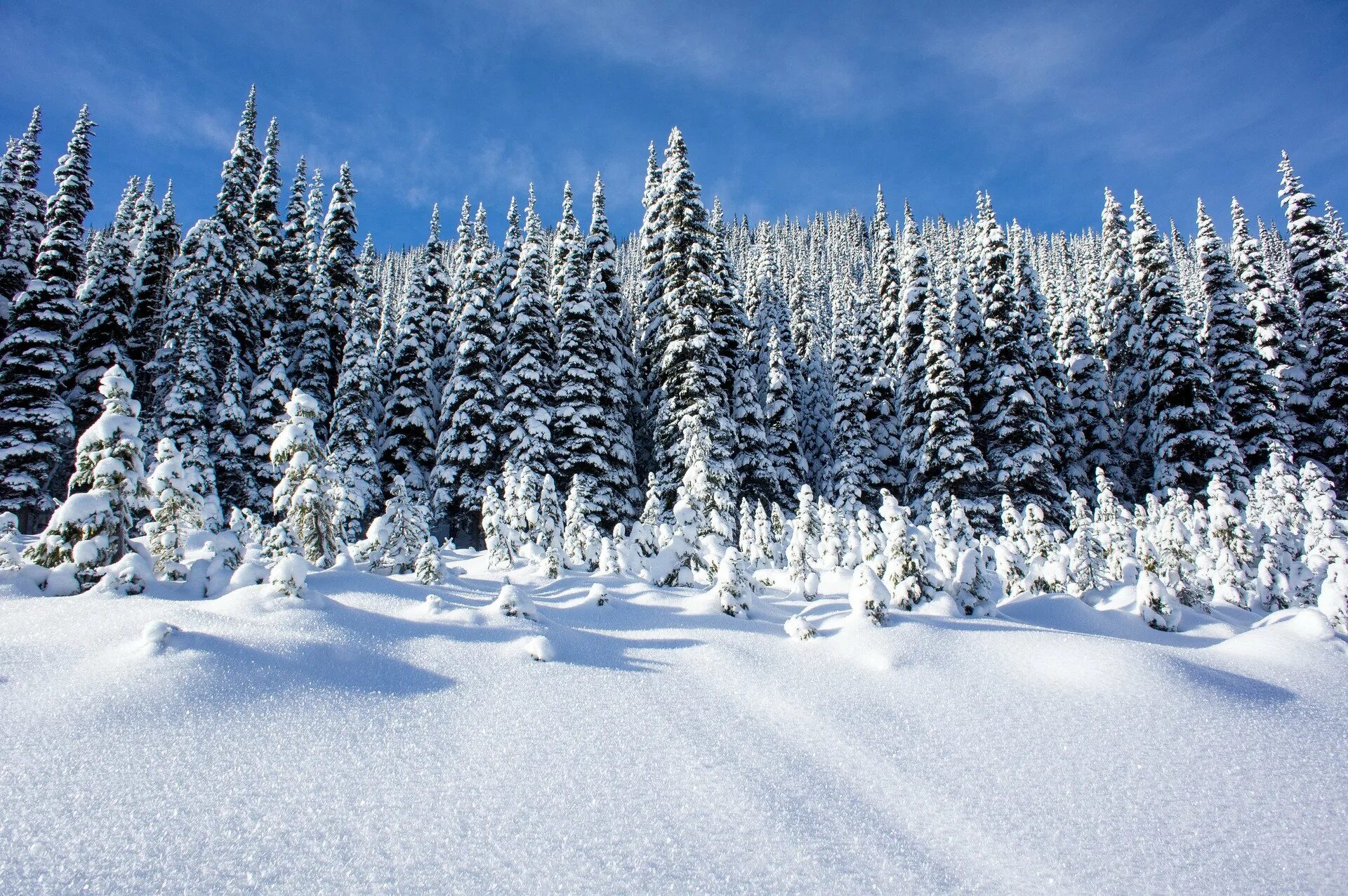 Красивый зимний лес. Красивые фото зимнего леса. Зимой в лесу. Снежный лес. Еловый лес зимой.