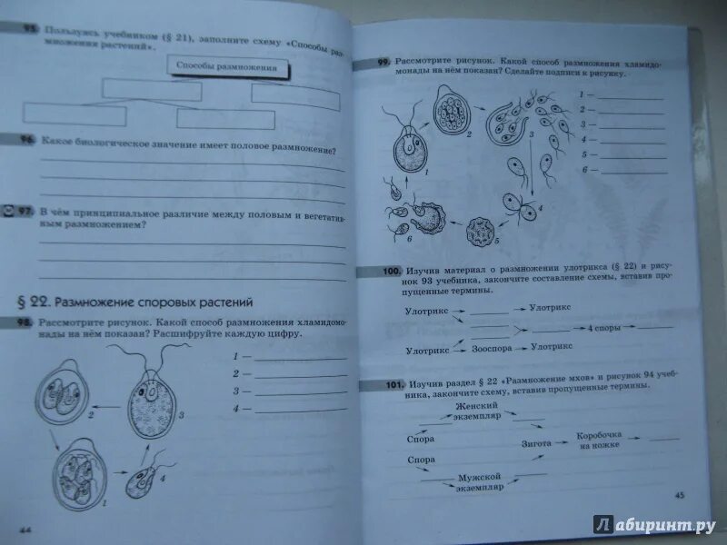 Пасечник многообразие покрытосеменных. Биология 6 тетрадь Пасечник. Биология 6 класс рабочая тетрадь Пасечник 2022. Биология тетрадь 6 класс Пасечник биология. Рабочая тетрадь по биологии 6 класс Пасечник.