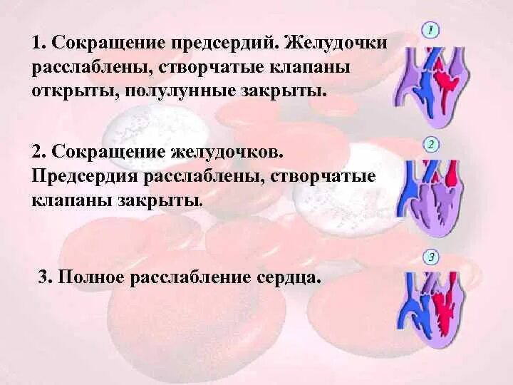 Где находится 2 створчатый клапан Полулунные клапаны расположены фото