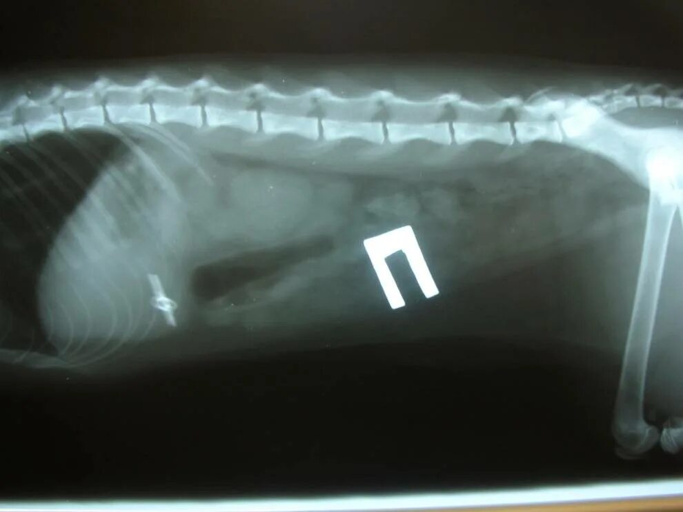 Собака съела носок. Рентген собаки инородное тело. Инородное тело в желудке у собаки. Рентгеновские снимки кошки инородное тело.