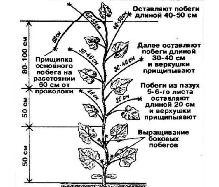 Схема рассады томатов. Схема пасынкования огурцов. Огурцы прищипывание в теплице схема. Огурцы пасынкование и прищипывание в теплице. Пасынковать огурцы в теплице.