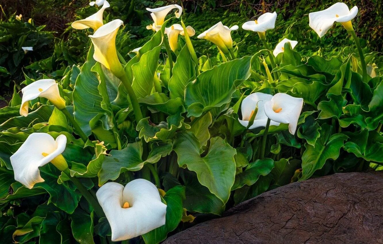 Зантедеския белопятнистая. Zantedeschia flame калла. Калла сайгон. Калла эфиопская зантедеския. Калла садовая.