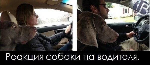 Женщина водитель. Навыки вождения. Водить это не мое. Приколы про автолюбителей. Водитель тебя ждут дома.