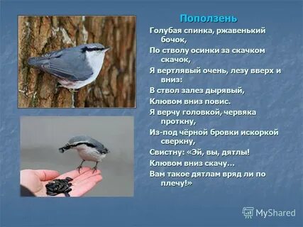 Что не умеет делать поползень