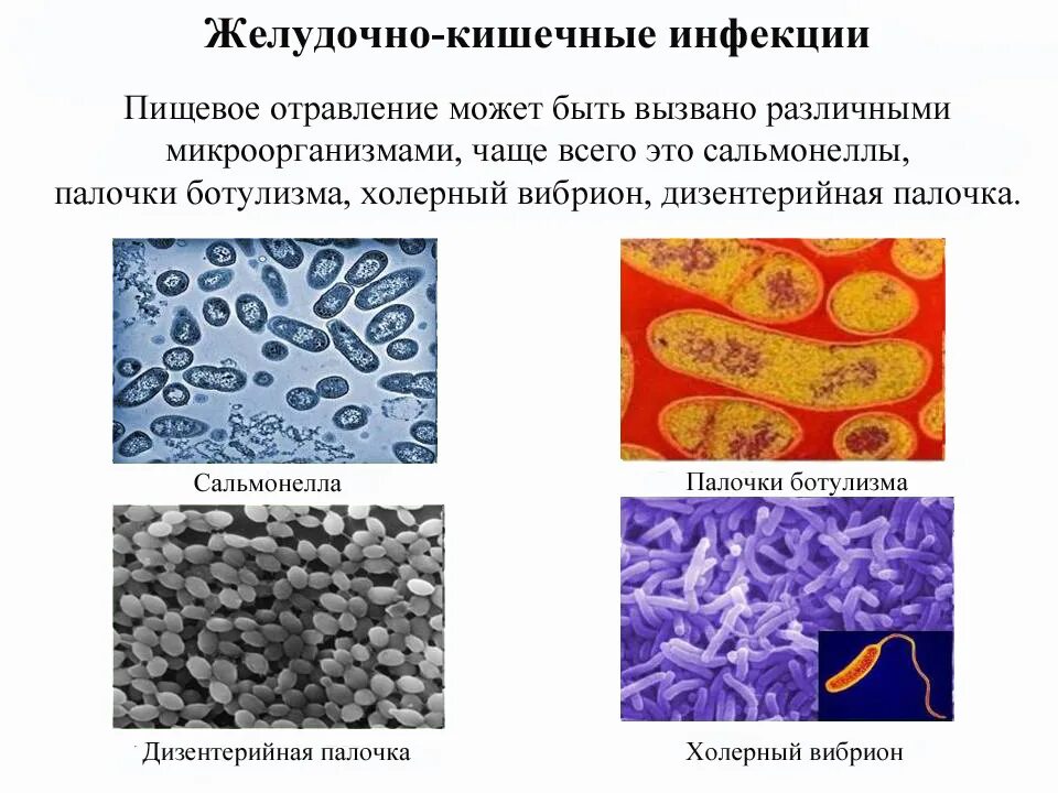 Заболевания передающиеся микроорганизмами