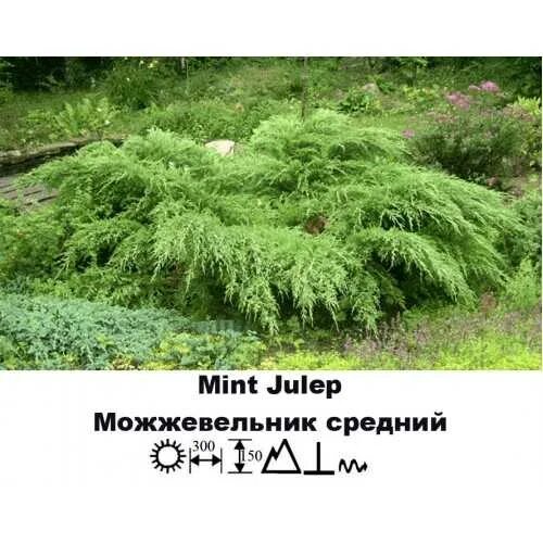 Mint Julep Juniper (Juniperus chinensis 'Mint Julep') at Connon Nurseries Evergr