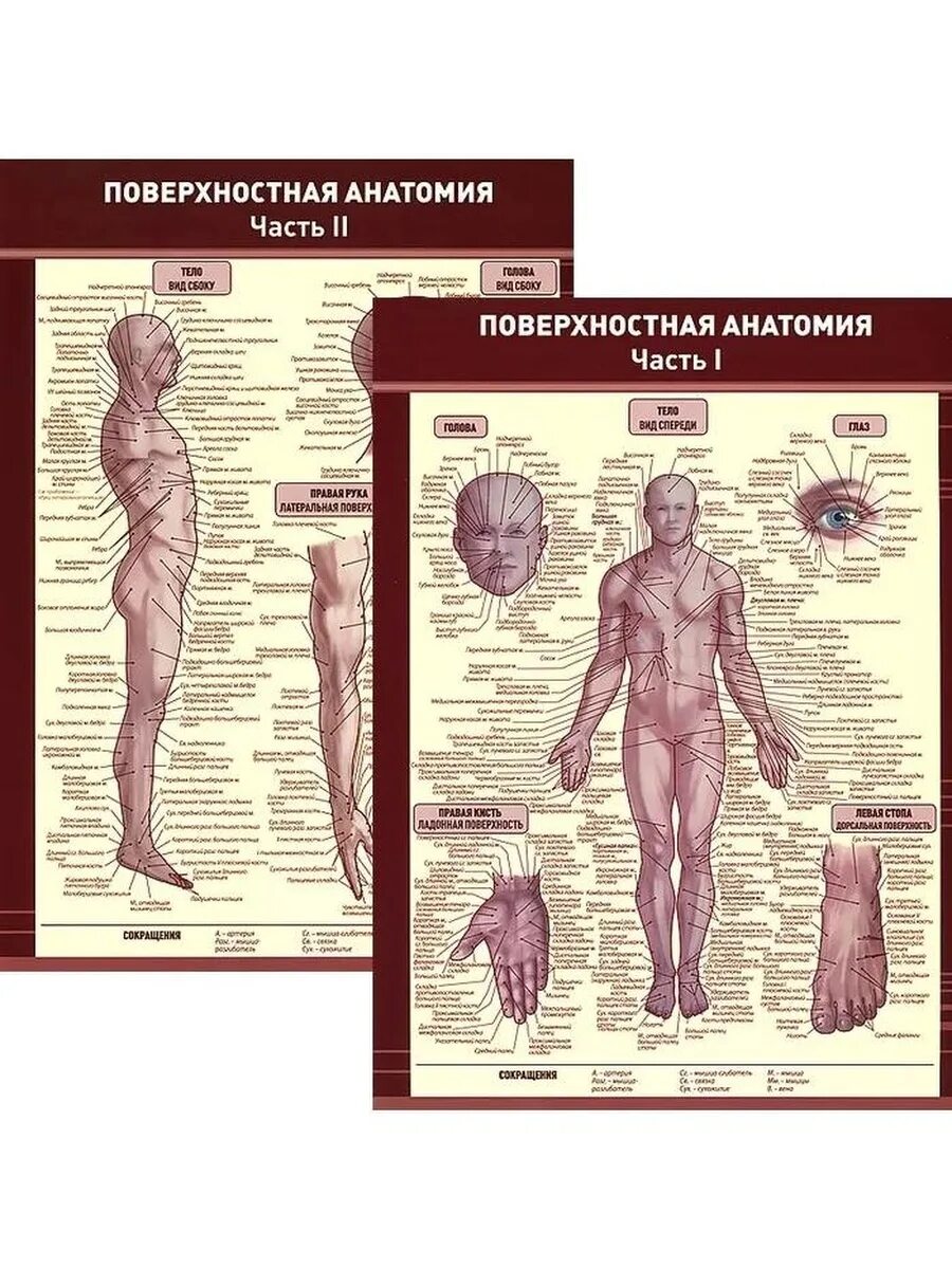 Атлас анатомия и физиология человека. Атлас анатомия человека р. Анатомия человека теория. Анатомия двигательной системы. Советские плакаты по анатомии.