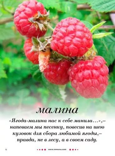 Высказывания про малину. Ягода малина текст. Цитаты про малину. Текст песни ягода Малика. Рингтон ягодка