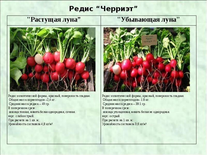 Что нужно редису