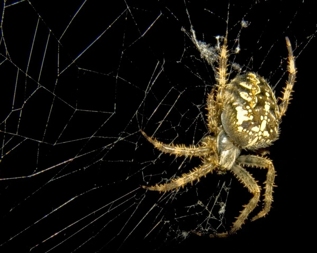 Паутина на черном фоне. Паук на темном фоне. Паутина паука крестовика. Паутина черная. Паучок на черном фоне.