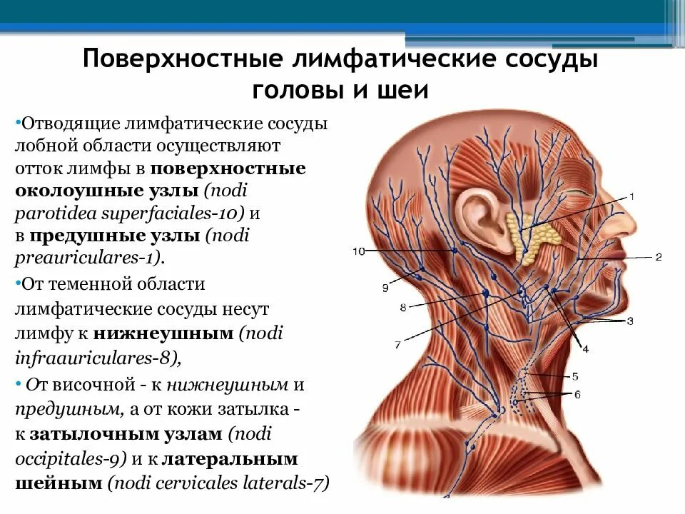 Лимфатическая система человека схема движения лимфы на лице. Лимфатическая система лица схема движения лимфы. Лимфатическая система головы и шеи. Лимфатическая система головы лба и шеи анатомия. Лимфатическая система лица анатомия.