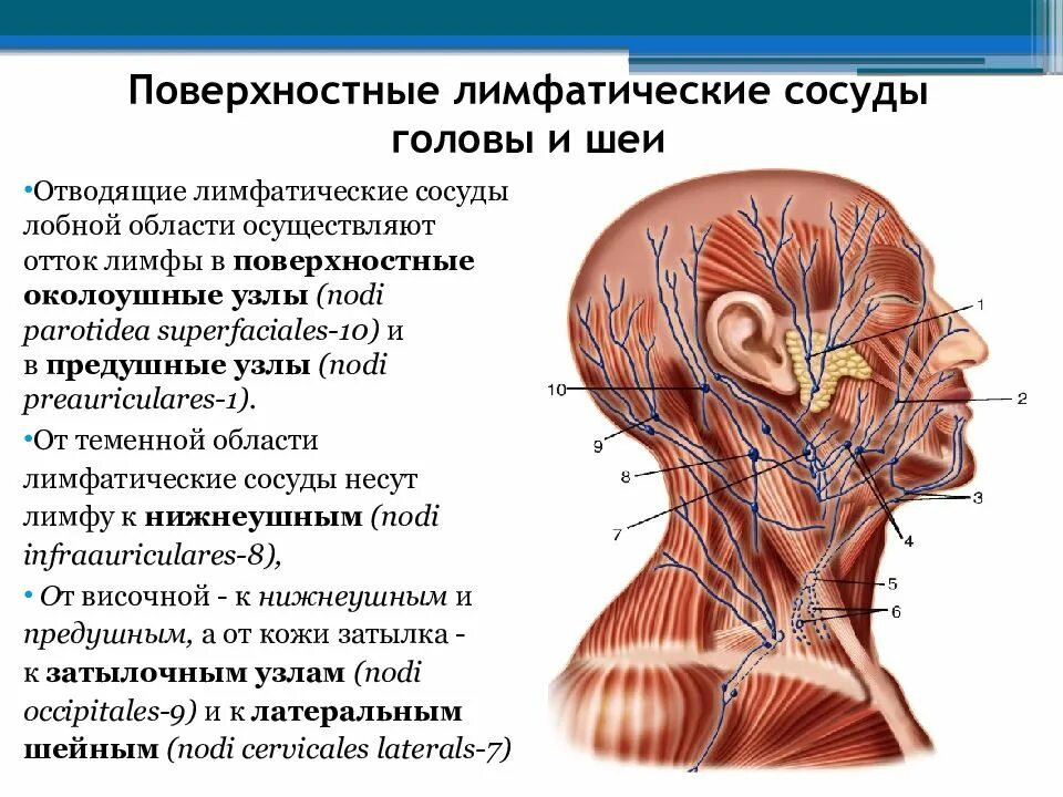 Лимфатические узлы анатомия расположение. Схема оттока лимфы от головы и шеи. Лимфатическая система головы человека анатомия.