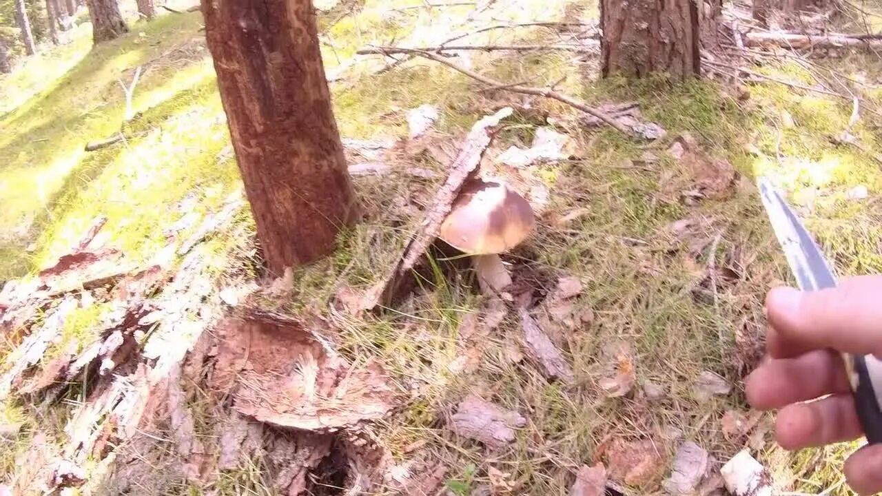 Таежный канал последнее видео. Грибы в тайге. Грибы вблизи кладбища. Медведь ест грибы. Грибы где поставить грибы.
