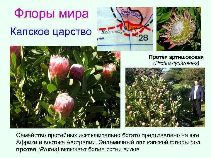 Какое растение является эндемичным для южной америки