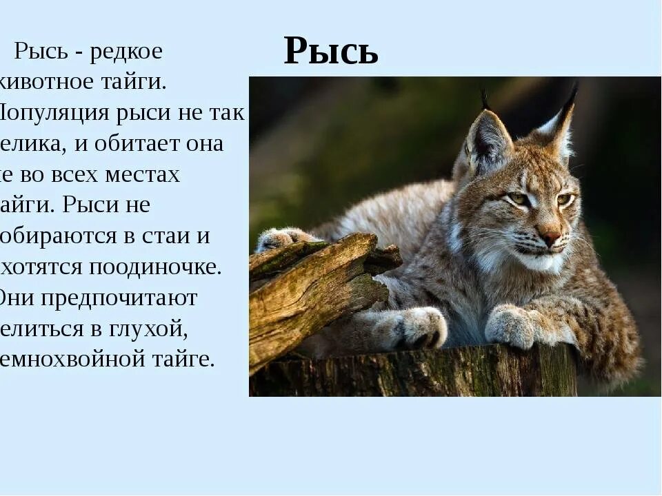 Сообщение о рыси. Интересные факты о рыси. Рысь описание. Интересные факты о животных тайги. Доклад про животных тайги.