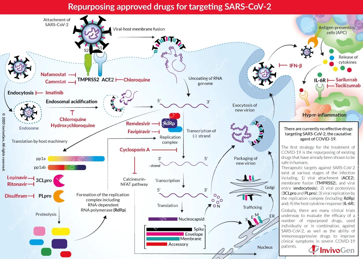 Covid 19 treatment. Патогенез SARS-cov-2. Патогенез ковид 19. Патогенность вируса ковид