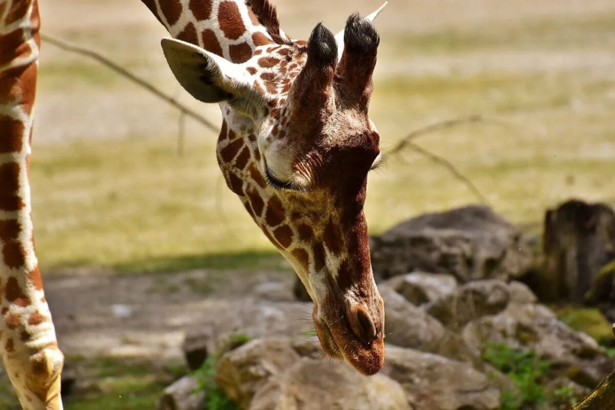 Какой тип развития характерен для сетчатого жирафа. КОРОТКОШЕЙНЫЙ Жираф. Жираф фото. Толстый Жираф. Пятна жирафа.