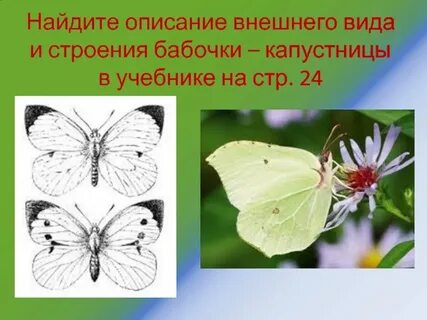Сколько живут бабочки капустницы