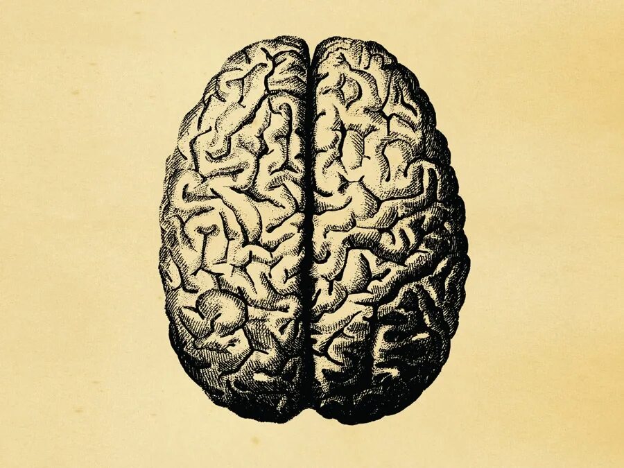 Brain vs brain. Left Brain right Brain.