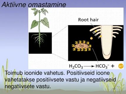 How root