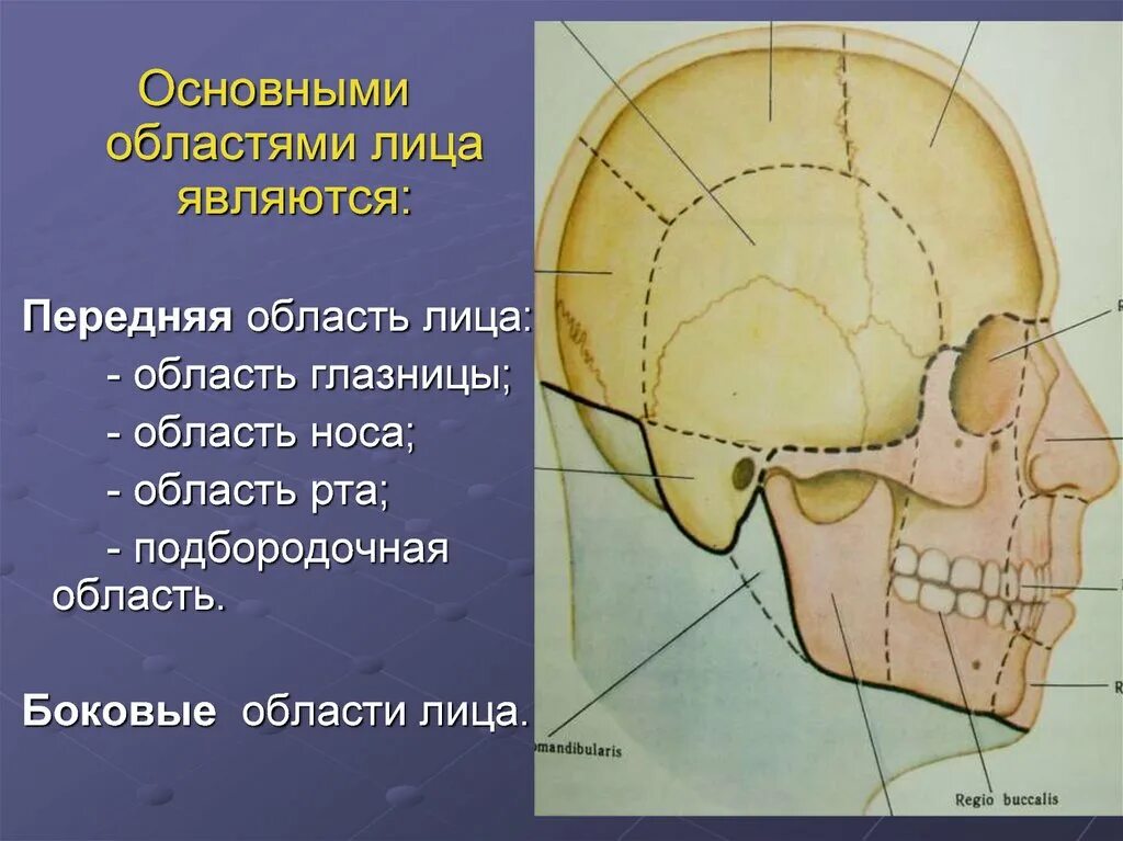 Области лицевого отдела головы топографическая анатомия. Границы лицевого отдела головы топографическая анатомия. Околоушно-жевательная область топографическая анатомия. Хирургическая анатомия лицевого отдела черепа.