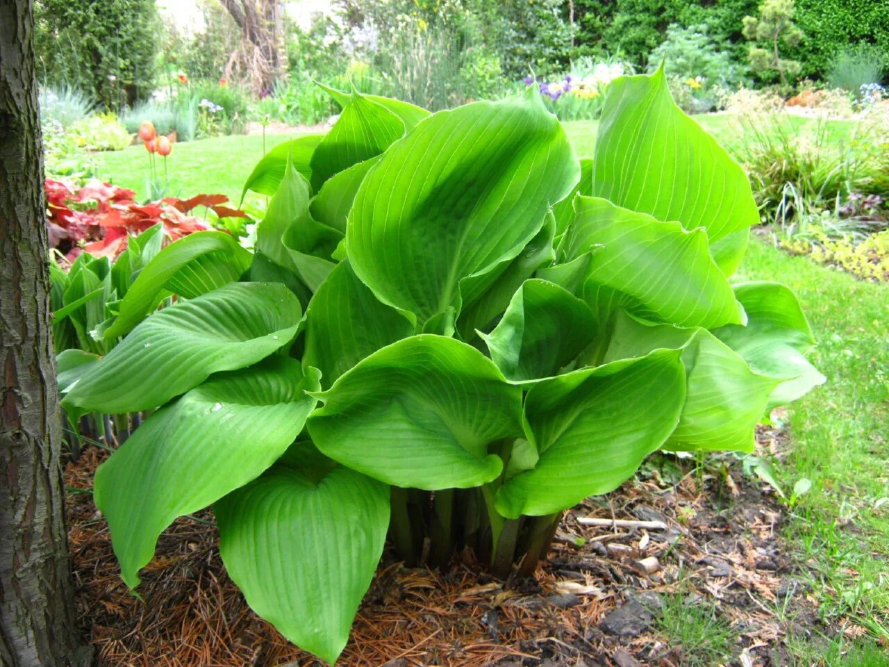 хоста сандерболт. хоста биг дэдди. большая хоста. хоста биг дэдди (hosta big daddy. хоста эмпресс ву.