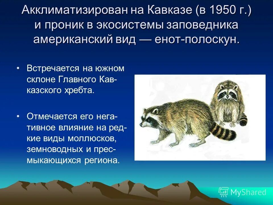 Адаптация и акклиматизация. Примеры акклиматизации животных. Акклиматизация животных и растений последствия. Акклиматизация животных. Акклиматизация и адаптация пород.