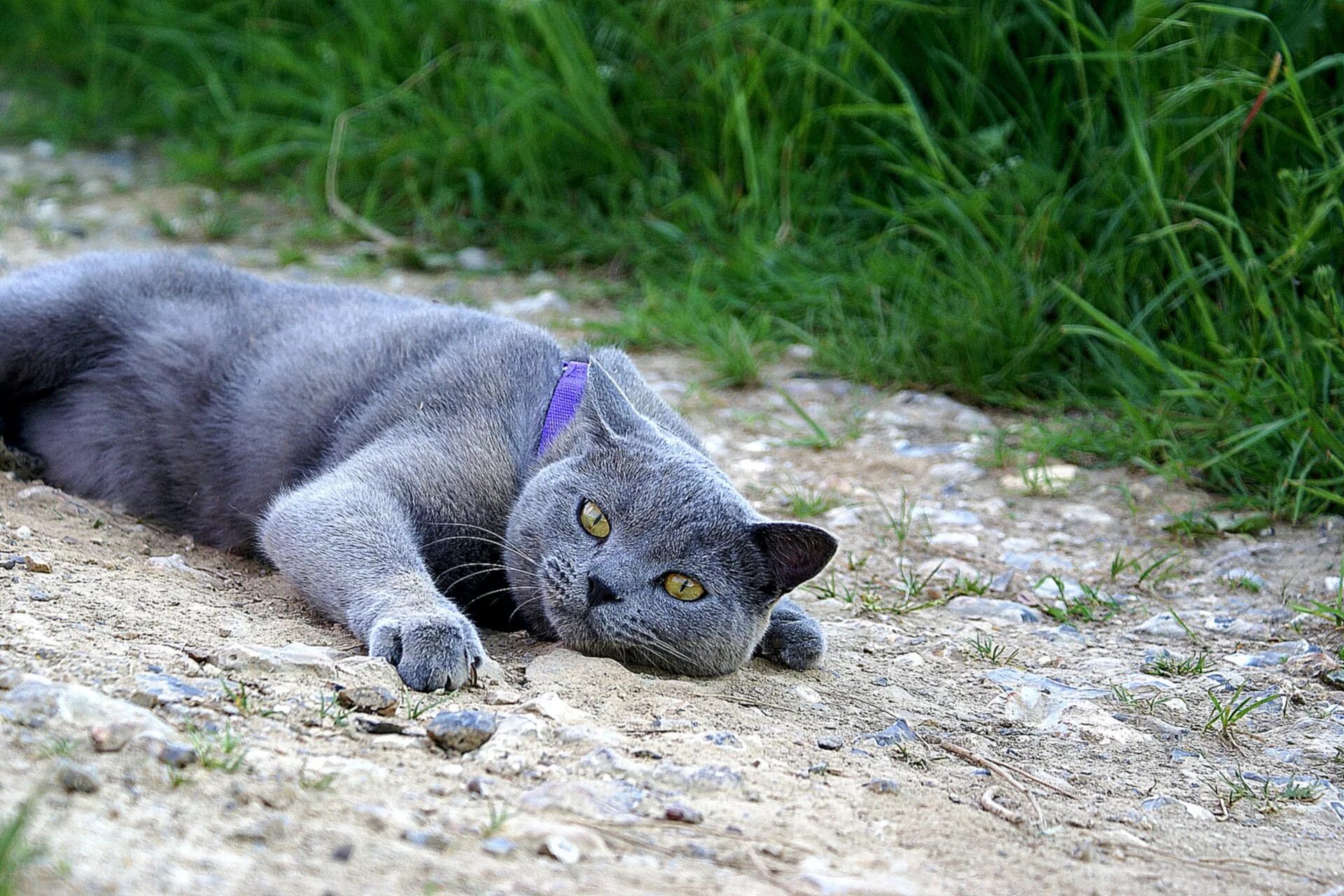 French cat. Картезианский шартрез. Шартрез кот. Кот породы шартрез. Французская порода кошек шартрез.