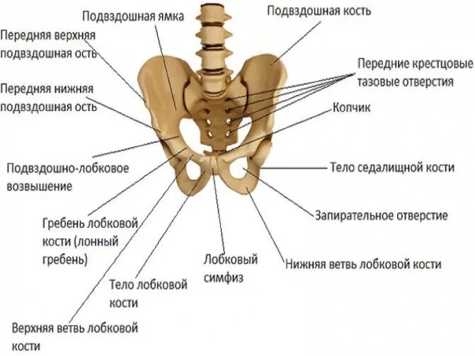 Нижняя подвздошная кость. Пояс нижних конечностей анатомия кости таза. Строение подвздошной кости таза. Строение скелета тазового пояса. Тазовая кость подвздошный гребень.