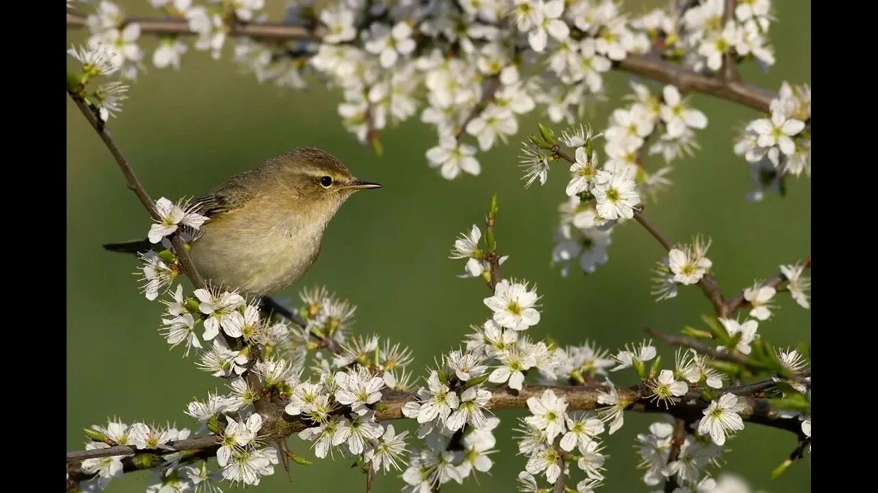 Весенние птицы. Птица в цветущем саду. Птицы поют. Весенняя музыка с птицами