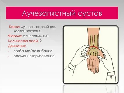Лучезапястный сустав сколько
