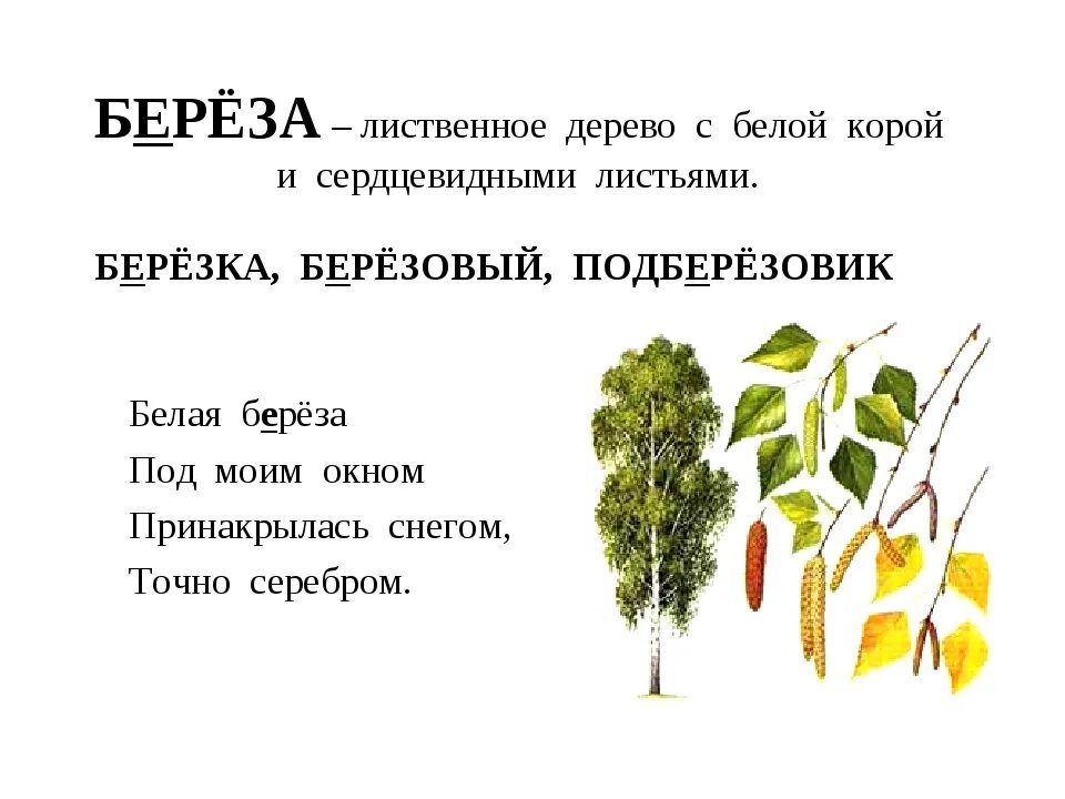 Береза дерево. Лиственные деревья береза. Описание березы. Лиственное дерево с белой корой и сердцевидными листьями. Составить слово березка