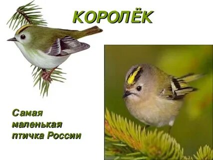 Слово королек