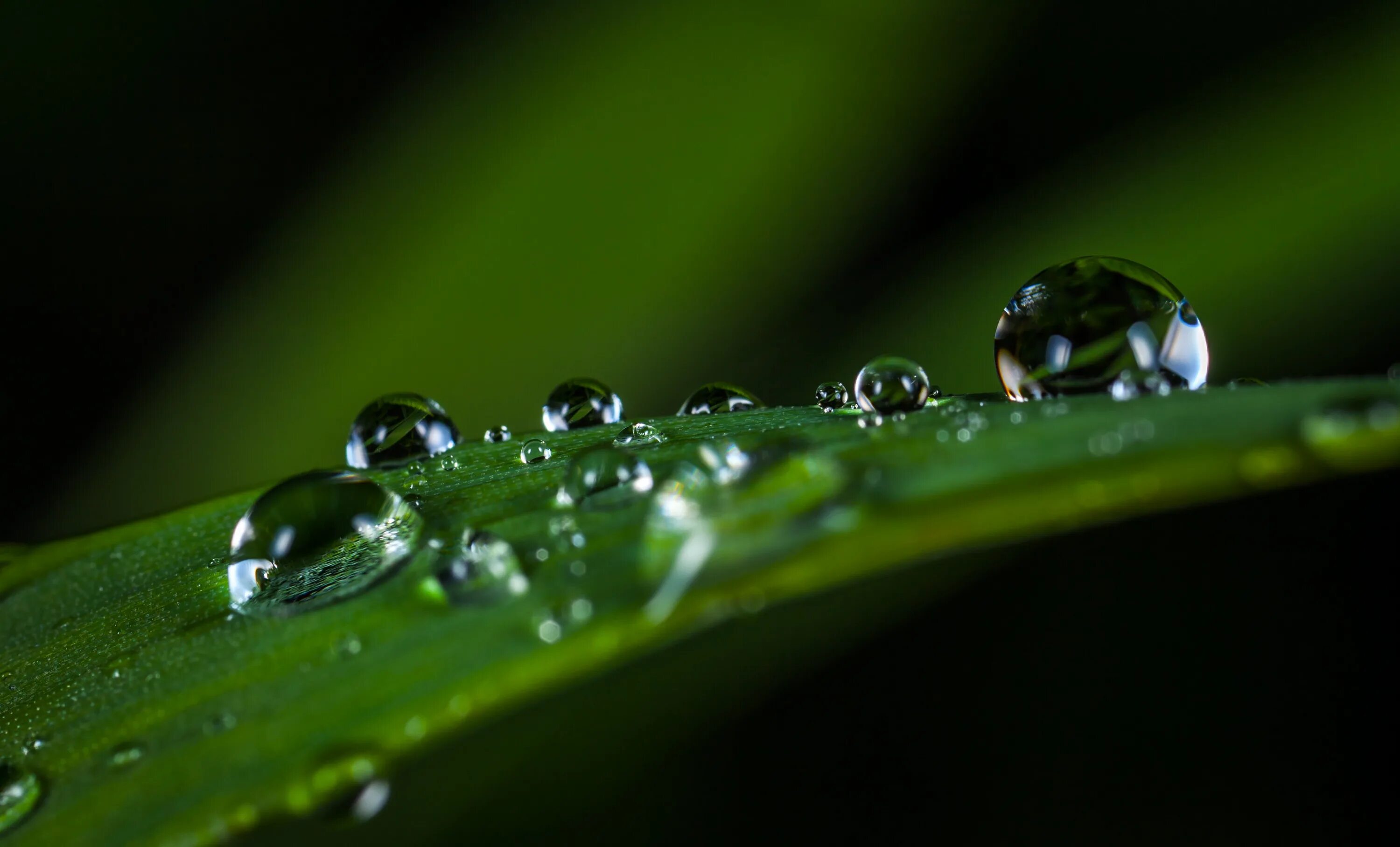 Nature drops. Иван – медвяные росы. Медвяная роса Боба. Капельки росы на траве. Капелька воды.