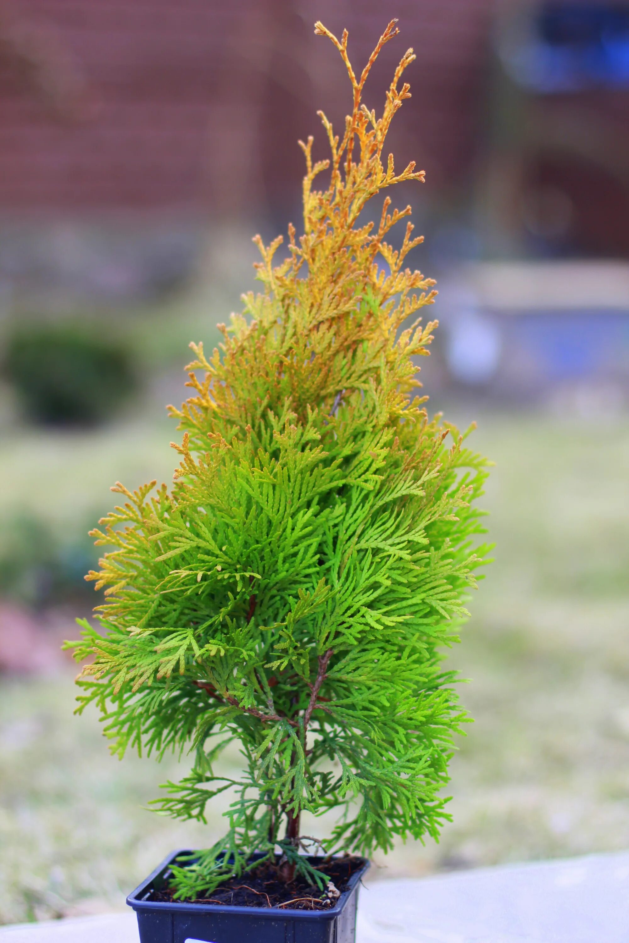 Туя меняет цвет. Туя Голден Смарагд. Туя Западная Голден Смарагд. Туя Западная Golden Anne. Туя Западная золотистая.
