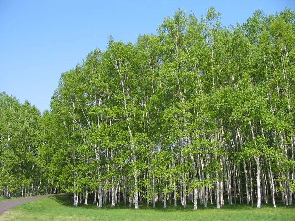 Береза японская Betula japonica. Берёза плосколистная. Береза плосколистная крона. Береза повислая летом. Береза какой форме