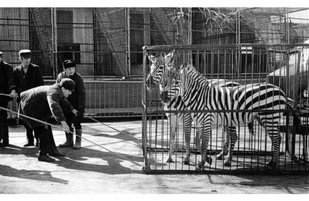Зоопарк Новосибирск в 1947 году. Старый зоопарк Новосибирск Гоголя. Новосибирский зоопарк в 1937. Первый зоопарк в Новосибирске. Культура зоопарки