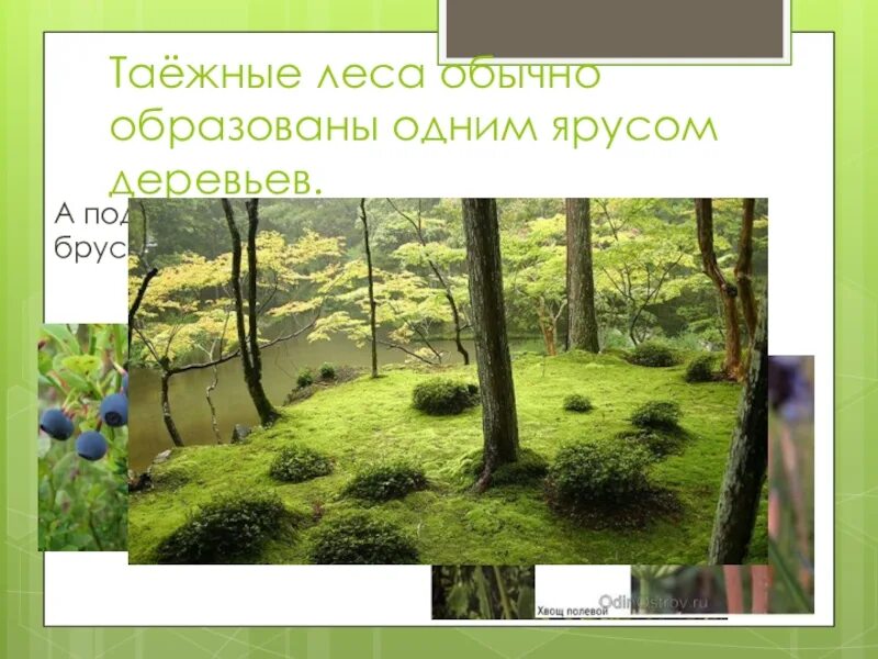 Лес 1 ярус деревья 2 ярус кусты 3 ярус трава. Растения 1 яруса леса. Нижний ярус в лесу образуют. Средний ярус леса. Растения 1 яруса леса.