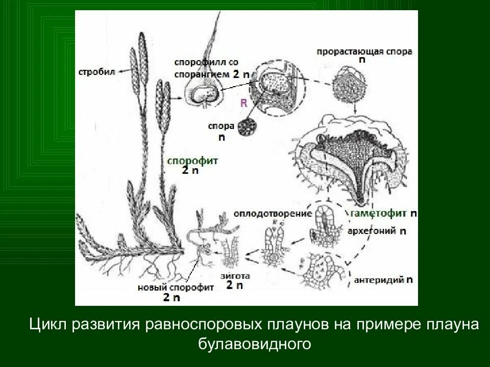 Чем размножаются плауны