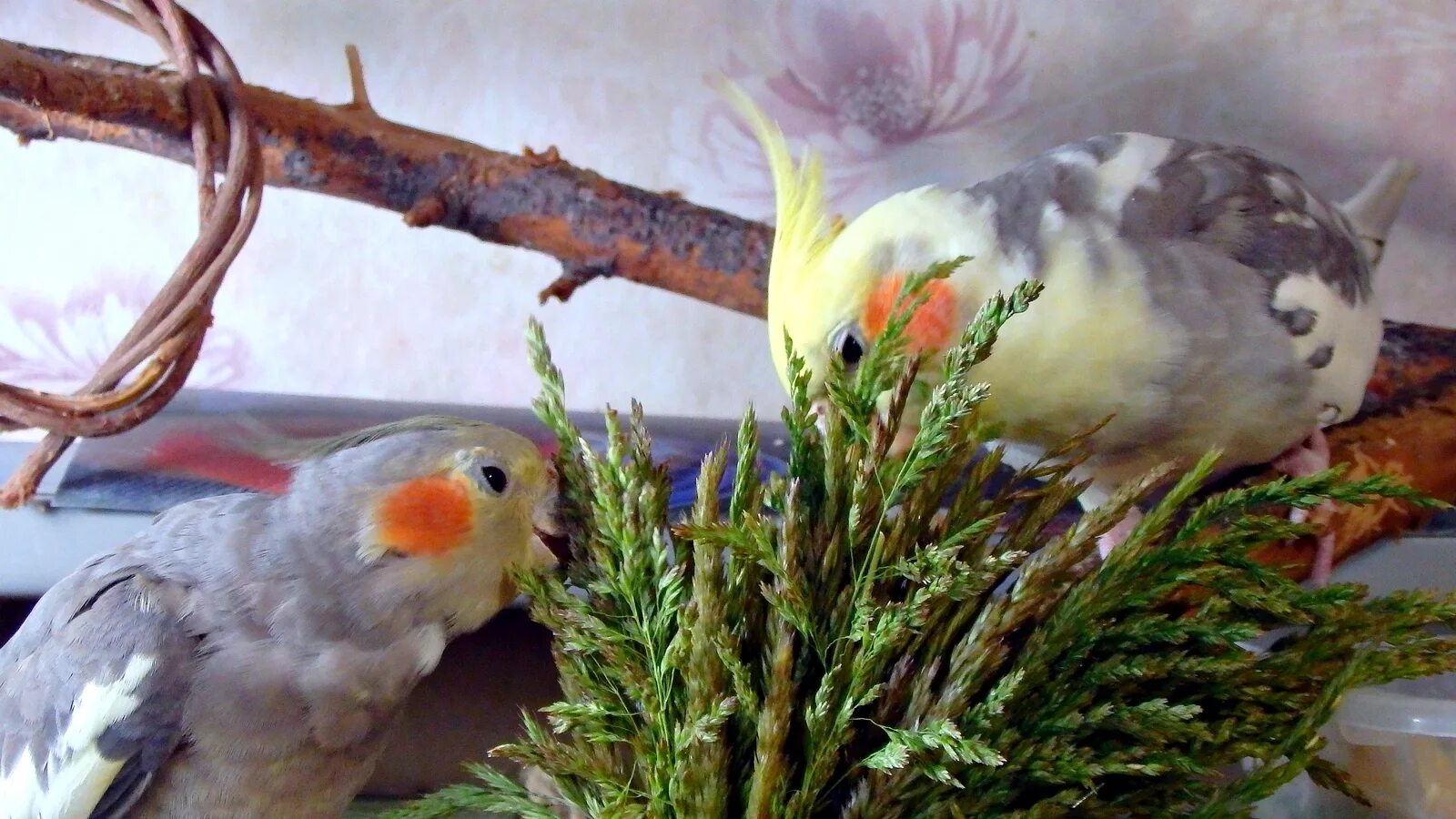 Какую траву можно попугаям
