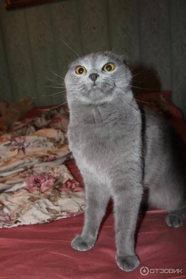 Шотландский вислоухий кот скоттиш фолд. Шотландская вислоухая кошка окрасы. Американская короткошёрстная кошка. Вислоухий шотландец. Шотландская кошка бежево серая вислоухая.