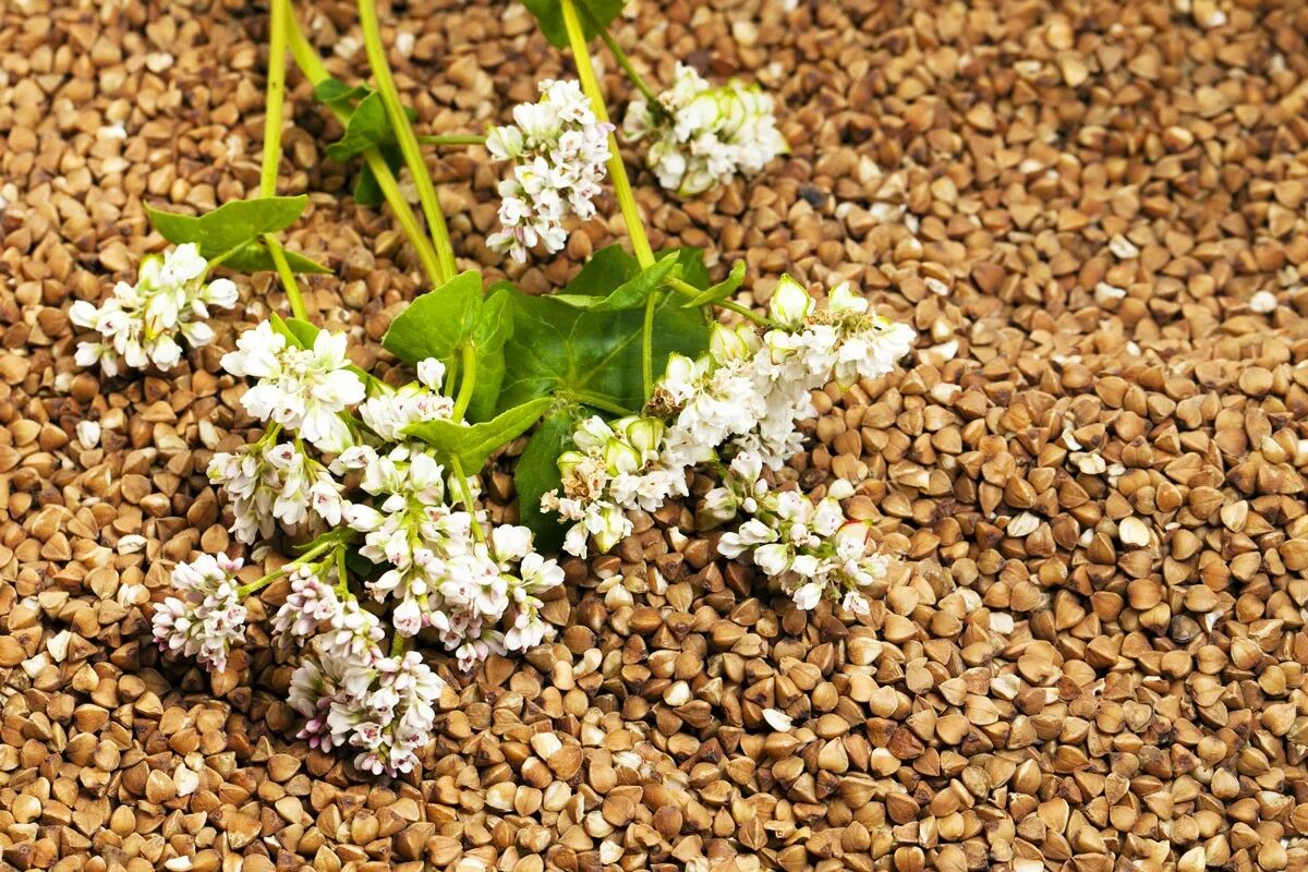 Гречиха башкирская красностебельная. Гречиха многолистная. Гречка увеличивается. Гречиха посевная зерновая культура. Гречиха башкирская красностебельная.