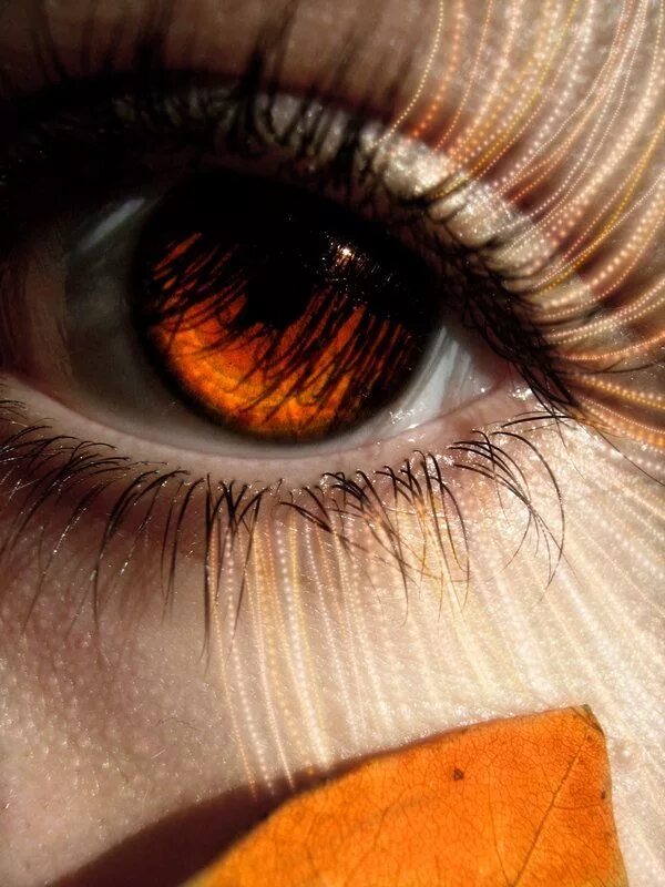 Оранжевые глазки. Темный янтарь цвет глаз. Карие галаз. Карие глаза. Янтарные глаза.