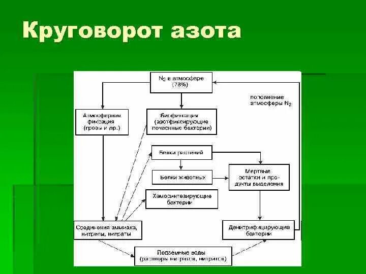 Опишите круговорот азота в природе. Структурная схема круговорота азота. Круговорот веществ азота схема. Круговорот азота в природе схема 11 класс. Составьте схему круговорота азота.