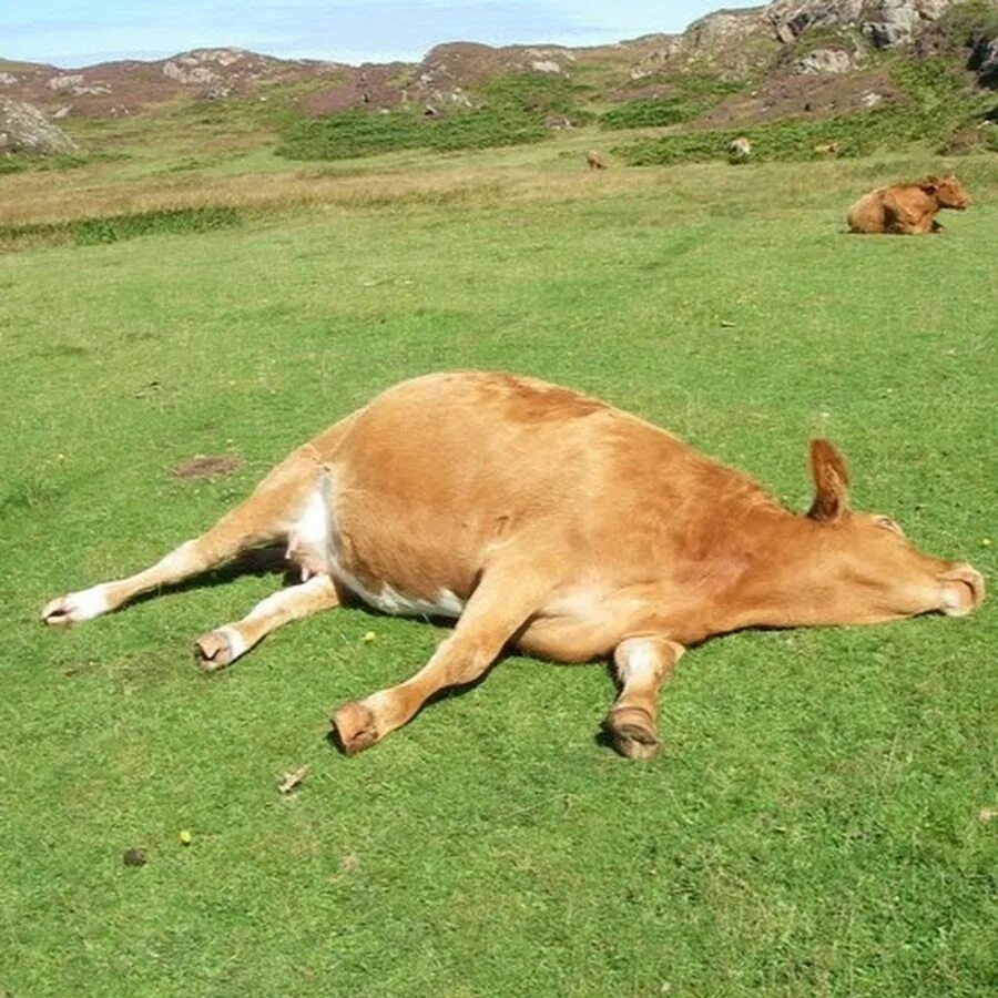 Устал бычок. Пастбищная тетания у коров. Корова лежит. Лежачая корова.