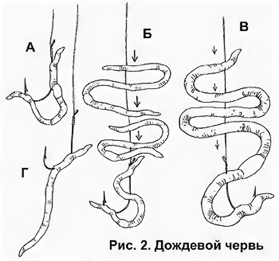 Как надевать червя. Способы насадки червя на крючок. как насаживать червя пучком. насаживать червя на крючок. как правильно насадить червя на крючок.