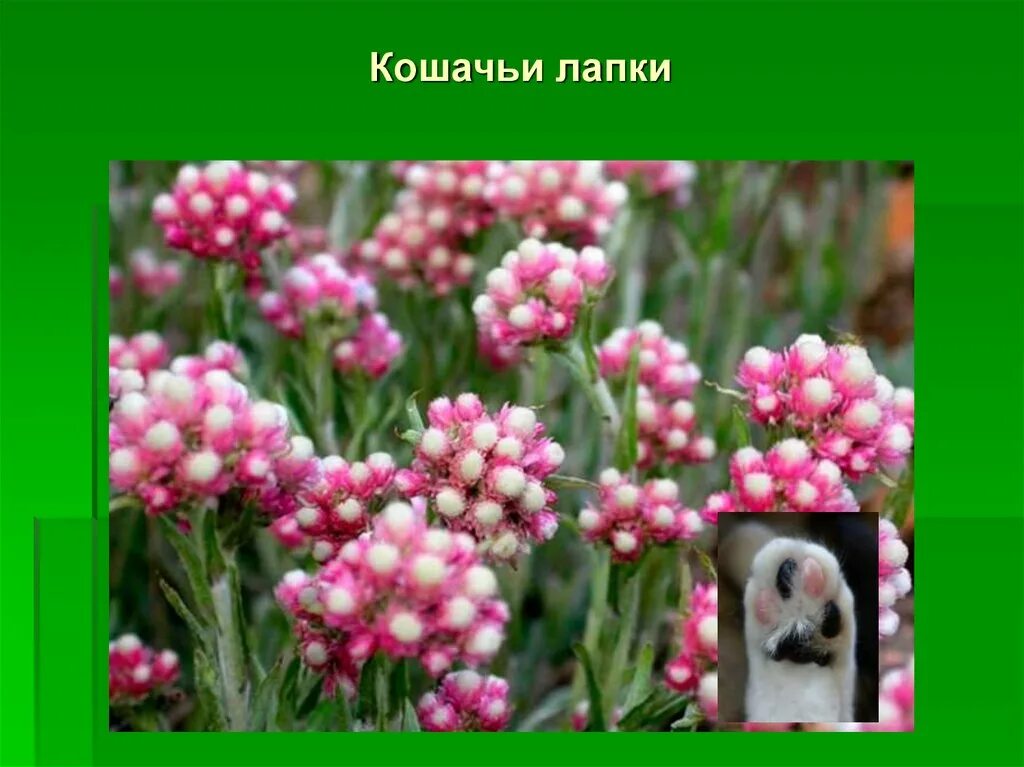 кошачья лапка растение описание. вы знаете эти скромные цветы кошачьи лапки. предложение вы знаете эти скромные лесные цветы кошачьи лапки. вы знаете эти скромные цветы кошачьи лапки. вы знаете эти скромные цветы кошачьи лапки.