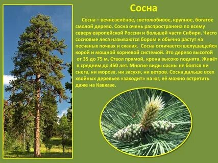 В какой природной зоне произрастают хвойные леса