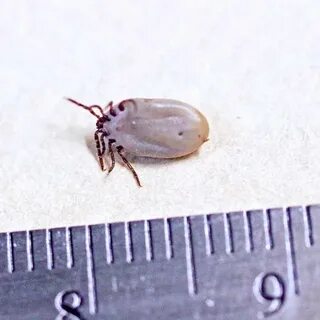 One tick