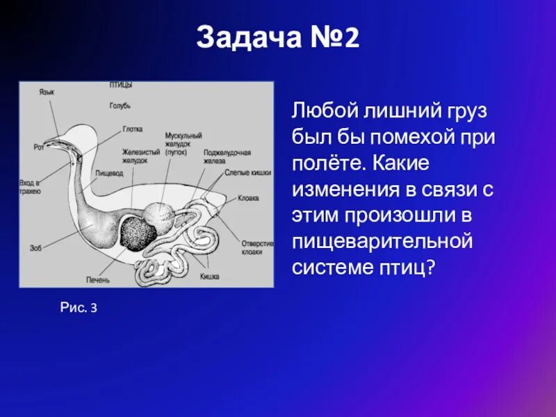 Презентация особенности строения и процессов жизнедеятельности птиц. Строение пищеварительной системы птиц. Схема пищеварительной системы птицы. Функции пищеварительной системы у птиц. Пищеварительная система птицы голубь.